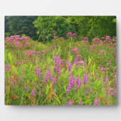 Photo Plaque Fleur sauvage Haddam Meadows (Devant)