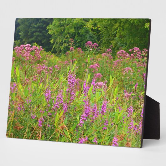 Photo Plaque Fleur sauvage Haddam Meadows (Côté)