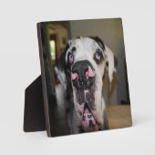 Photo Plaque Great Dane Foto (Recto)