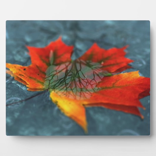 Photo Plaque image rétroréflexion (Devant)