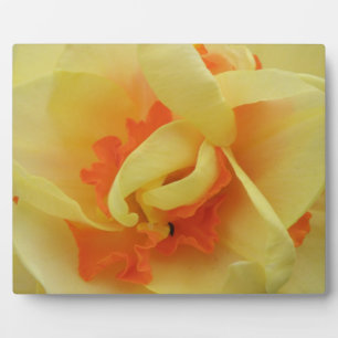 Photo Plaque jonquille fantaisie