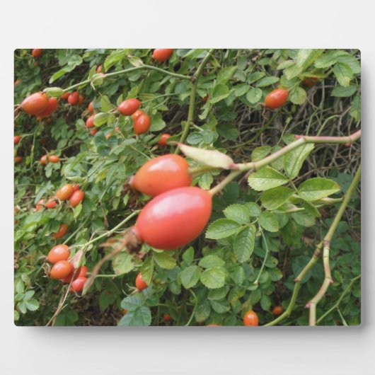 Photo Plaque Juicy Red Rose Hips (Devant)