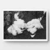 Photo plaque moelleuse (Devant)