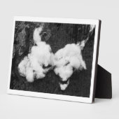 Photo plaque moelleuse (Côté)