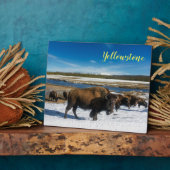 Photo Plaque Photo-Buffles de Yellowstone (Côté)