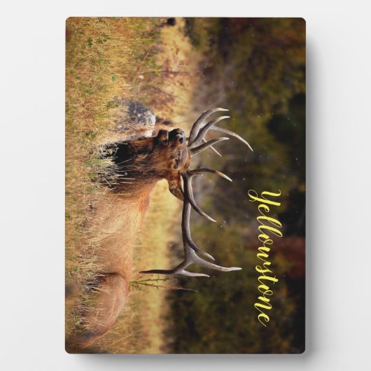 Photo Plaque Photo-Elk de Yellowstone (Devant)
