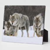Photo Plaque photo-Yellowstone Wolves Plaque (Côté)