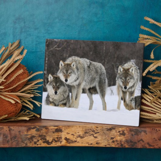 Photo Plaque photo-Yellowstone Wolves Plaque (Côté)