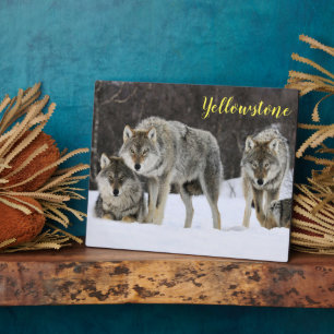 Photo Plaque photo-Yellowstone Wolves Plaque