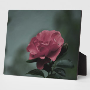 Photo Plaque Royal Blush