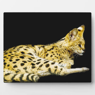 Photo Plaque Serval