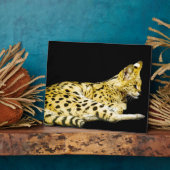 Photo Plaque Serval (Côté)