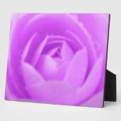 Photo Plaque violette de Camellia (Côté)