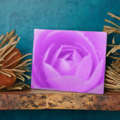 Photo Plaque violette de Camellia (Côté)