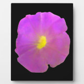 Photo Plaque violette de Petunia (Devant)