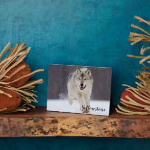 Photo Plaque-Yellowstone Wolf Plaque