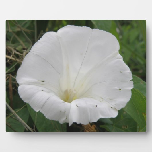 Photo Plutôt Blanc Convolvulus Plaque Fleur (Devant)