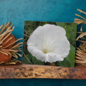 Photo Plutôt Blanc Convolvulus Plaque Fleur (Côté)