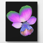 Photo Plutôt Pansy Plaque (Devant)