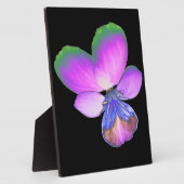 Photo Plutôt Pansy Plaque (Côté)