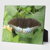 Photo Plutôt Tropical Papillon Plaque (Côté)