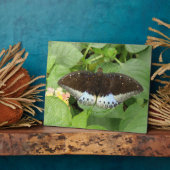Photo Plutôt Tropical Papillon Plaque (Côté)