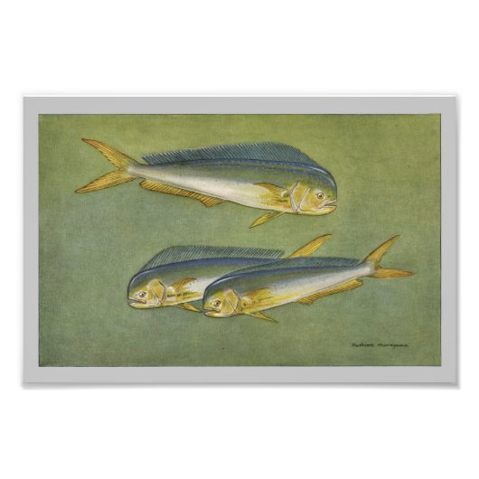 Photo Poisson Dauphin Impression poisson Vintage (Devant)