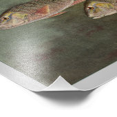 Photo Poisson Mutton Impression poisson Vintage (Coin)