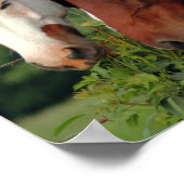 Photo Posters de chevaux (Coin)