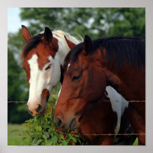 Photo Posters de chevaux