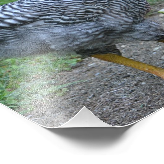 Photo Poulet de pastèque (Coin)