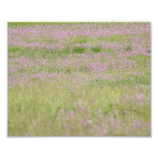 Photo Purple Passion 10 x 8 Impression photographique