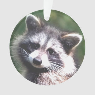Photo Raccoon personnalisée