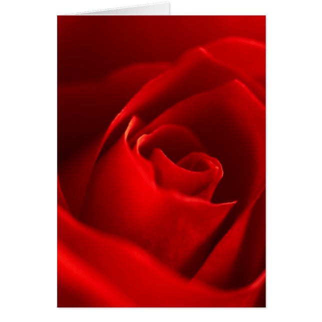 Photo Red Rose (Devant)