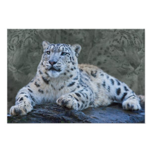Photo Rêves de Léopard des Neiges Impression