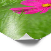 Photo rose Cosmos (Coin)