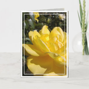Photo rose jaune sur carte blanche