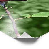 Photo Rose rouge (Coin)