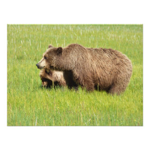 Photo satiné 24x18 d'ours grizzly et ourson