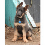 Photo Sculpture Adorable Rare Blue German Shepherd Puppy<br><div class="desc">Blue German shepherd puppies. she has the cuteness thing down pat. 
The color blue is a rare color that is due to a recessive gene that both parents must carry for the  blue/gray pups to be born.</div>