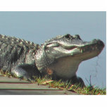 Photo Sculpture Alligator<br><div class="desc">Voir l'upclose d'alligator sur votre bureau avec cette sculpture en photo ! Ou donnez comme cadeau ! Cet alligator de la Floride a été photographié s'exposant au soleil près de la rivière de Hillsborough près de Tampa,  la Floride.</div>