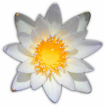 Photo Sculpture Belle fleur nénuphar d'eau blanche<br><div class="desc">Original,  par YANKAdesigns !</div>