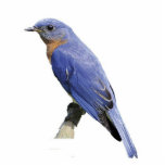 Photo Sculpture Bluebird<br><div class="desc">This photo sculpture is of an Eastern bluebird. Made of acrylic with a black,  it is a great conversation piece. Final size is approximate and depends on cut-out size of image.</div>