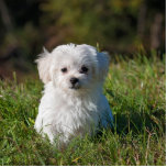 Photo Sculpture chiot maltais dans l'herbe<br><div class="desc">m</div>