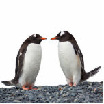 Photo Sculpture Couple pingouin<br><div class="desc">Un couple de pingouins mignons — sculpture de photo acrylique.</div>