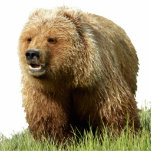 Photo Sculpture de l'ours grizzli 5x7<br><div class="desc">Photo Sculpture de l'ours grizzli 5x7 Créée par l'ours</div>