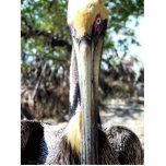 Photo Sculpture Épreuve Pelican de Key West Florida<br><div class="desc">Photographie de l'artiste Rick Short of a Pelican regardant attentivement dans la caméra. Photographié à Key West,  Floride.</div>