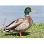 Photo Sculpture Joli garçon<br><div class="desc">Canard masculin de Mallard</div>