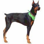 Photo Sculpture Pinscher de dobermann<br><div class="desc">Cette sculpture en photo est d'un beau Pinscher de dobermann. Vous pouvez customiser cette conception et la commander dans une série de tailles. Cette conception de Pinscher de dobermann est également disponible en tant que le magnet formée,  de coupe-circuit,  les ornements,  les goupilles et porte - clés.</div>