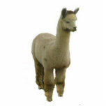 Photo Sculpture Rose Grey Alpaca<br><div class="desc">Un alpaga gris rose est façonné en sculpture photo décorative</div>